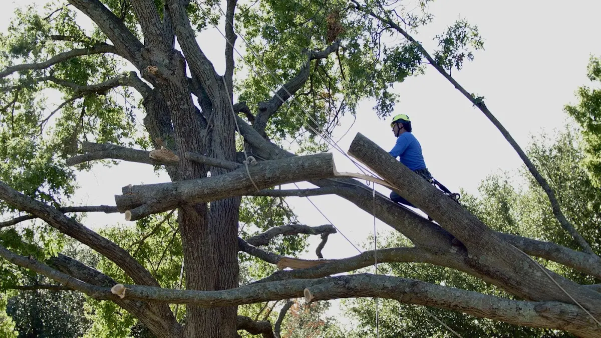 Professional Crown Thinning performed by certified arborists in Sasakwa